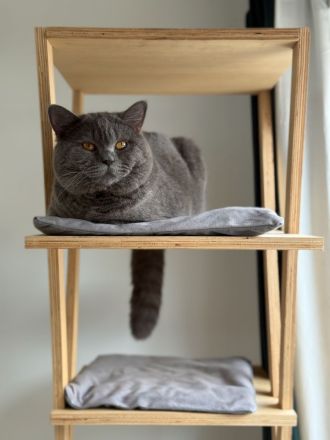 Liebevoller Bachelor möchte einmal Deckkater sein