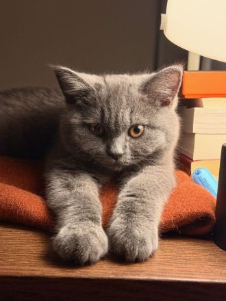 Liebevoller Bachelor möchte einmal Deckkater sein