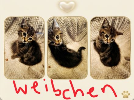 Zuckersüße, BKH-Kitten im edlen „Classic Tabby“ Look