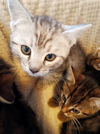 Zuckersüße, BKH-Kitten im edlen „Classic Tabby“ Look