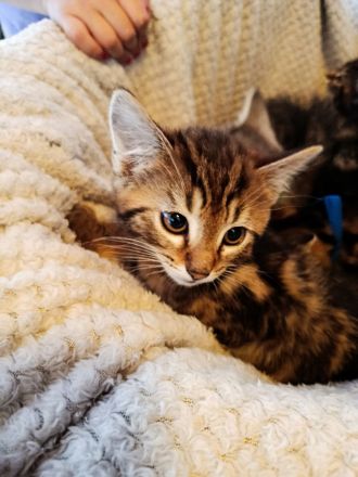 Zuckersüße, BKH-Kitten im edlen „Classic Tabby“ Look