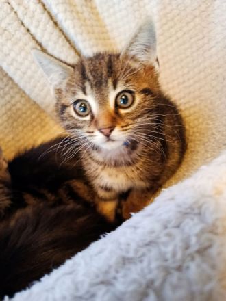 Zuckersüße, BKH-Kitten im edlen „Classic Tabby“ Look