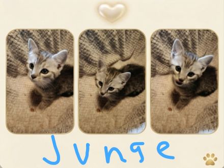 Zuckersüße, BKH-Kitten im edlen „Classic Tabby“ Look