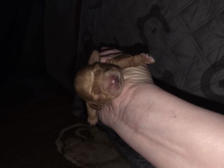 Cockerpoo Welpen