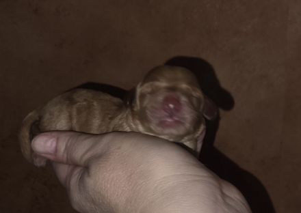 Cockerpoo Welpen