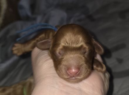Cockerpoo Welpen