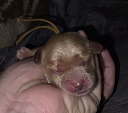 Cockerpoo Welpen