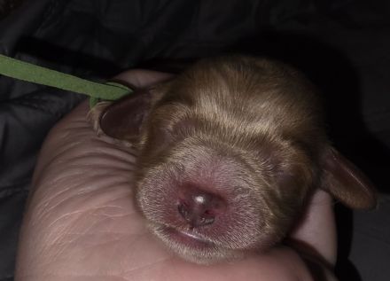 Cockerpoo Welpen