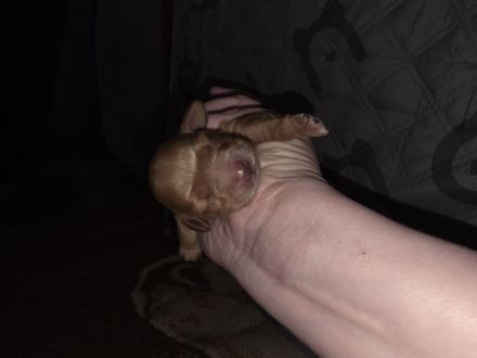 Cockerpoo Welpen