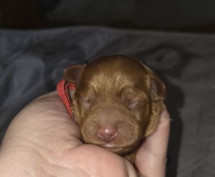 Cockerpoo Welpen