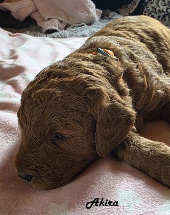Labradoodle F1B-Welpen suchen ein Zuhause