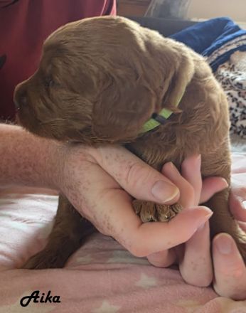 Labradoodle F1B-Welpen suchen ein Zuhause