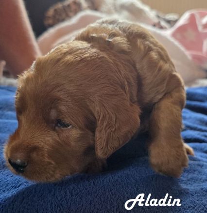 Labradoodle F1B-Welpen suchen ein Zuhause