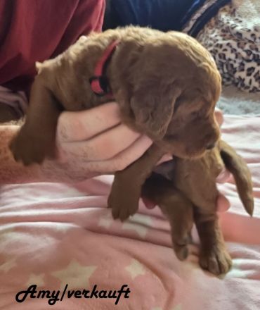 Labradoodle F1B-Welpen suchen ein Zuhause