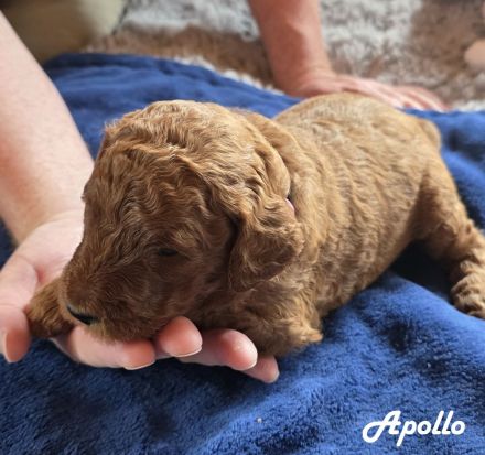 Labradoodle F1B-Welpen suchen ein Zuhause