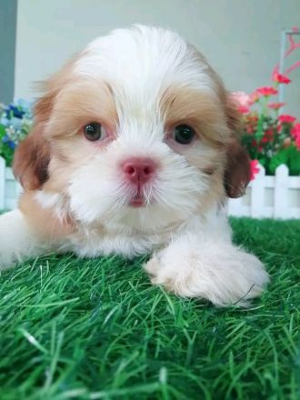 Wunderschöne Shih-Tzu-Welpen.