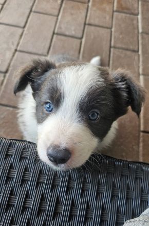 1 Border Collie Welpe Slate White