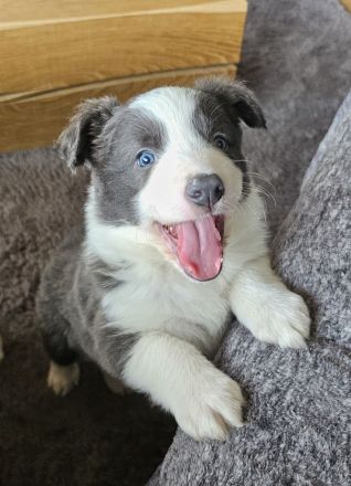 1 Border Collie Welpe Slate White