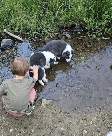 1 Border Collie Welpe Slate White