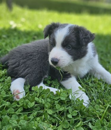 1 Border Collie Welpe Slate White