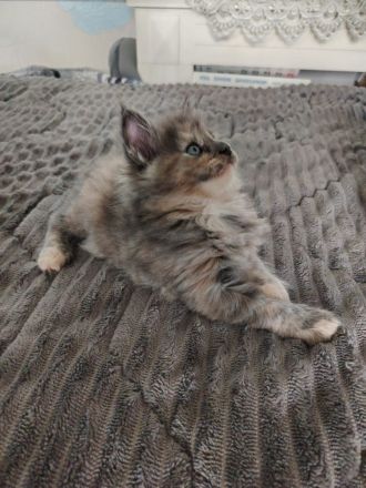 Süße Maine Coon Kitten suchen ab Mitte Juli ein Zuhause!