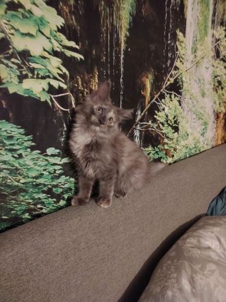 Süße Maine Coon Kitten suchen ein Zuhause!
