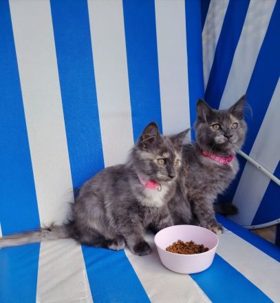 Süße Maine Coon Kitten suchen ein Zuhause!