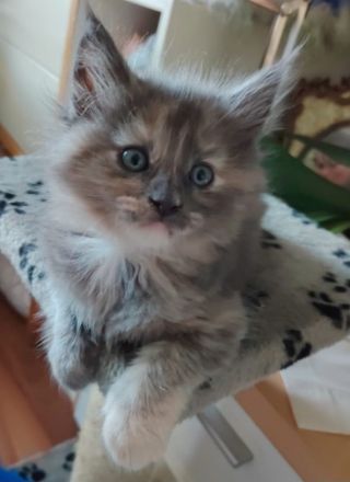 Süße Maine Coon Kitten suchen ab Mitte Juli ein Zuhause!
