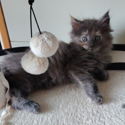 Süße Maine Coon Kitten suchen ab Mitte Juli ein Zuhause!