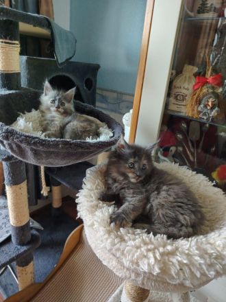 Süße Maine Coon Kitten suchen ab Mitte Juli ein Zuhause!