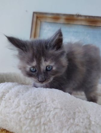 Süße Maine Coon Kitten suchen ab Mitte Juli ein Zuhause!
