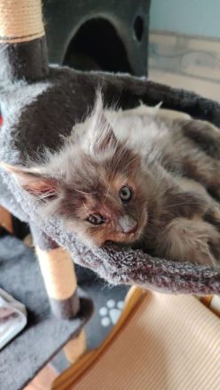Süße Maine Coon Kitten suchen ab Mitte Juli ein Zuhause!