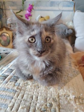 Süße Maine Coon Kitten suchen ein Zuhause!