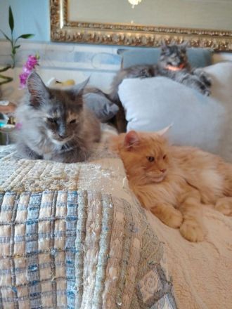 Süße Maine Coon Kitten suchen ein Zuhause!