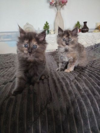Süße Maine Coon Kitten suchen ab Mitte Juli ein Zuhause!