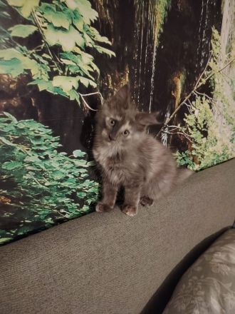 Süße Maine Coon Kitten suchen ein Zuhause!