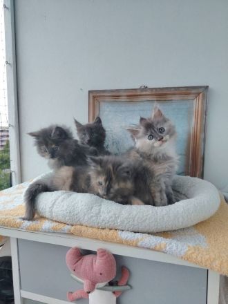 Süße Maine Coon Kitten suchen ab Mitte Juli ein Zuhause!