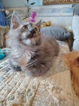 Süße Maine Coon Kitten suchen ein Zuhause!