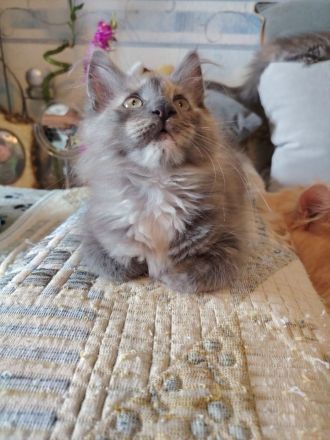 Süße Maine Coon Kitten suchen ein Zuhause!