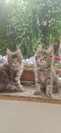 Maine-coon kitten mit Stammbaum