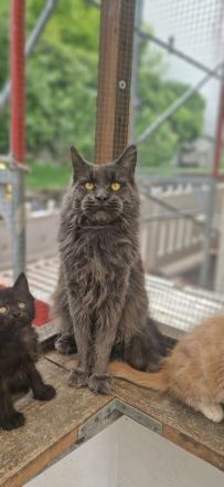 Maine-coon kitten mit Stammbaum