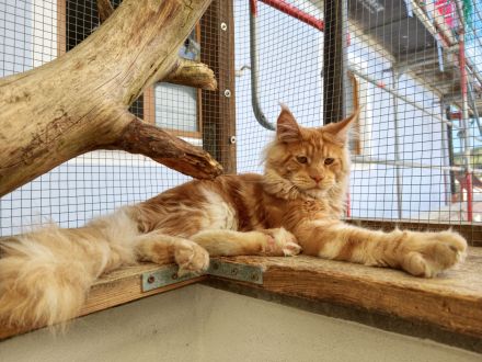 Maine Coon mit Stammbaum