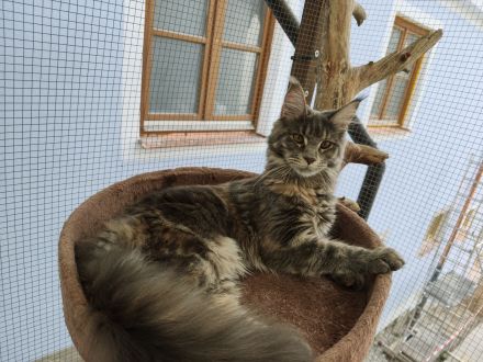 Maine Coon mit Stammbaum