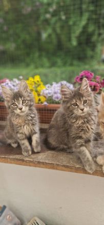 Maine-coon kitten mit Stammbaum