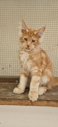 Maine-coon kitten mit Stammbaum