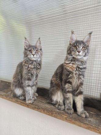 Maine Coon mit Stammbaum