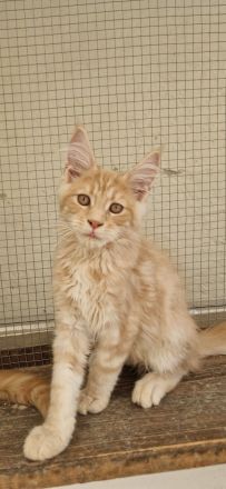 Maine-coon kitten mit Stammbaum