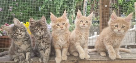 Maine-coon kitten mit Stammbaum