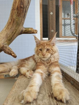 Maine Coon mit Stammbaum