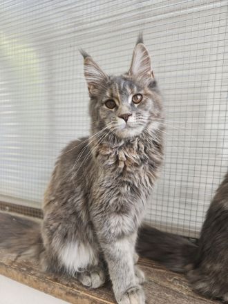 Maine Coon mit Stammbaum